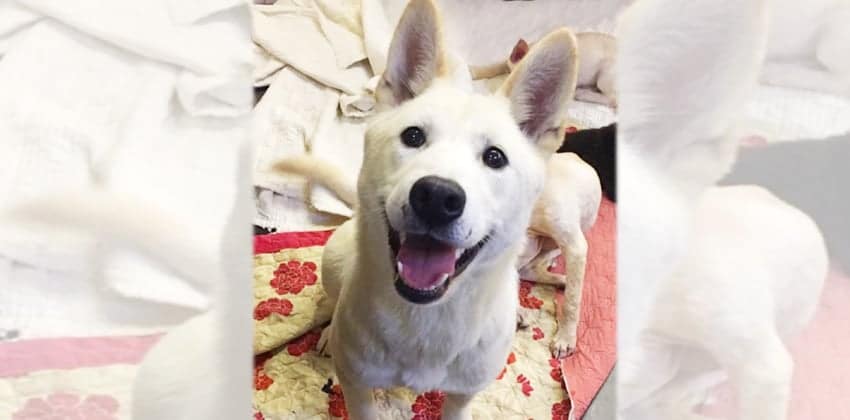 Gyu-Oak is a Medium Female Jindo Mix Korean rescue dog