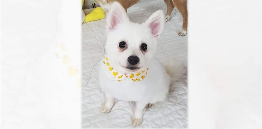 Gogooma is a Small Female Spitz Korean rescue dog