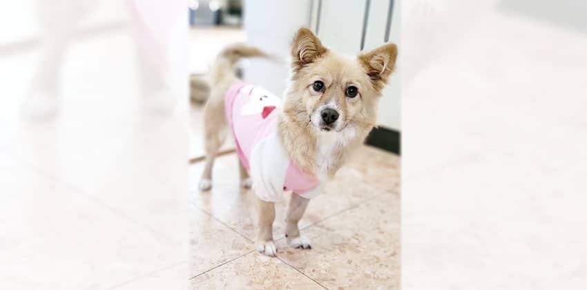 Gaga is a Small Female Spitz mix Korean rescue dog