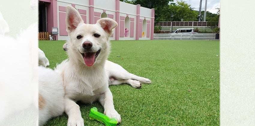 Gaho is a Small Male Mixed Korean rescue dog