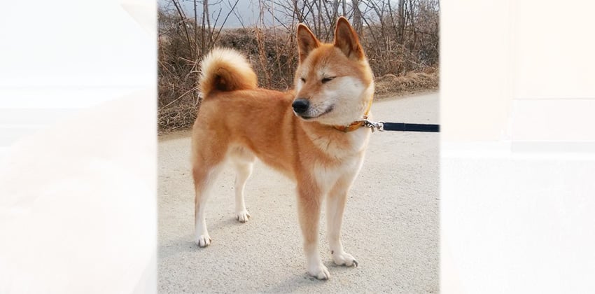 Gale is a Medium Male Shiba Inu mix Korean rescue dog