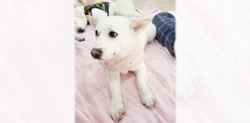 Gami is a Small Male Jindo mix Korean rescue dog