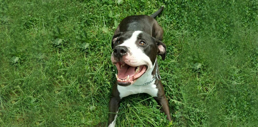 Gamja is a Medium Male Staffordshire terrier mix Korean rescue dog