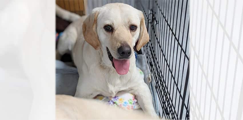 Gamza is a Large Male Labrador mix Korean rescue dog