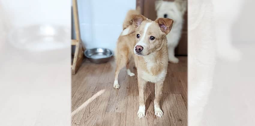 Gamza 3 is a Small Male Terrier mix Korean rescue dog