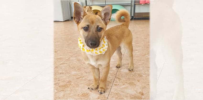Gana is a Small Female Dachshund mix Korean rescue dog