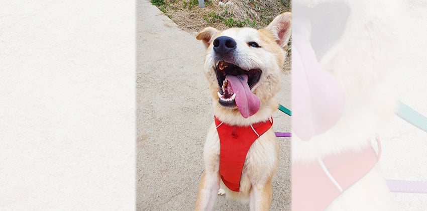 Gangsuk is a Small Male Shiba inu mix Korean rescue dog