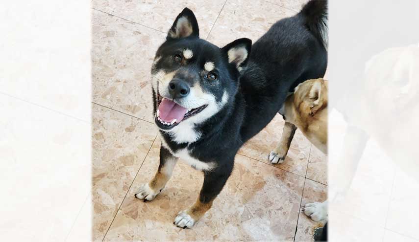 Gangyi is a Medium Male Shiba Inu mix Korean rescue dog