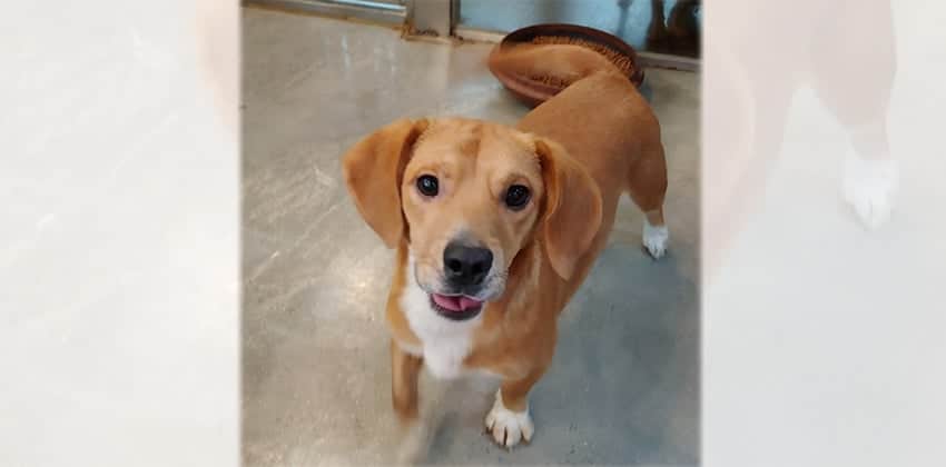 Garley is a Small Male Dachshund mix Korean rescue dog