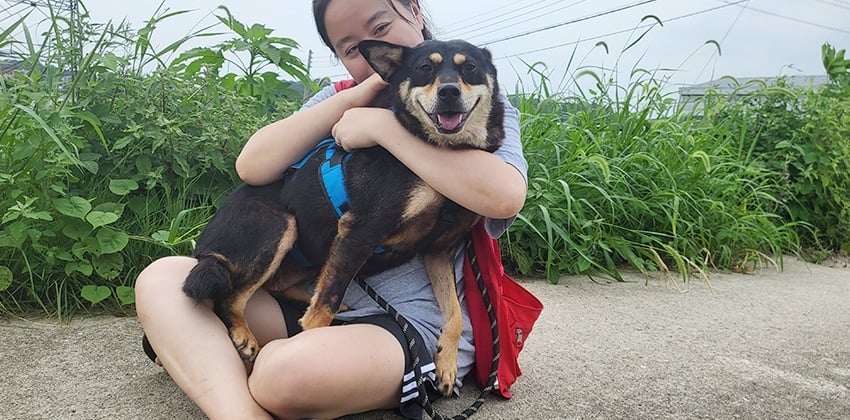 Garrott is a Medium Male Shiba Inu mix Korean rescue dog