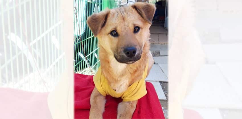 Geumdong is a Medium Male Jindo mix Korean rescue dog