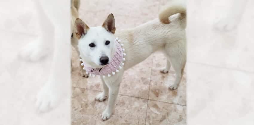 Geumjoo is a Medium Female Shiba Inu mix Korean rescue dog