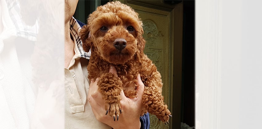 Ghahee is a Small Female Poodle Korean rescue dog