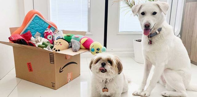 Rescue dogs sit beside a box of toys from Amazon