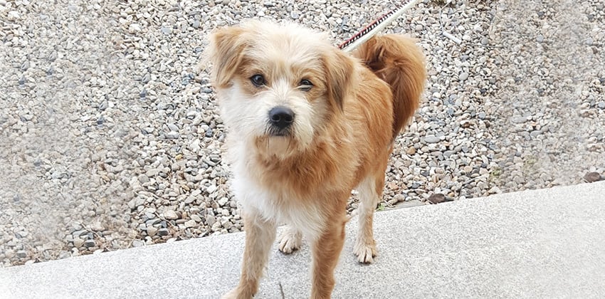 Jing-a is a Medium Male Terrier mix Korean rescue dog