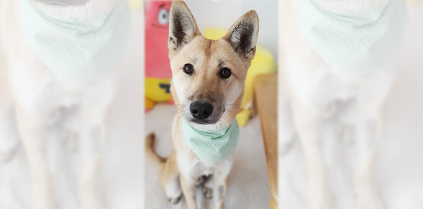Gizmo is a Medium Male Jindo mix Korean rescue dog