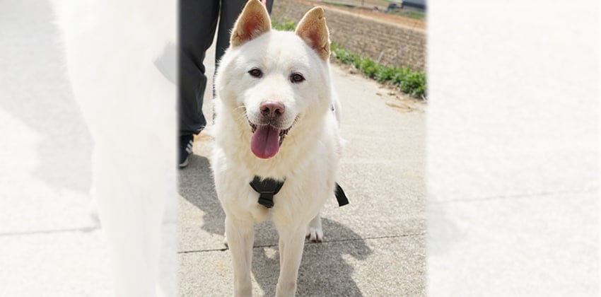 Gordon is a Medium Male Jindo mix Korean rescue dog