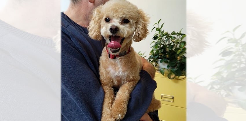 Jack 2 is a Small Male Poodle Korean rescue dog
