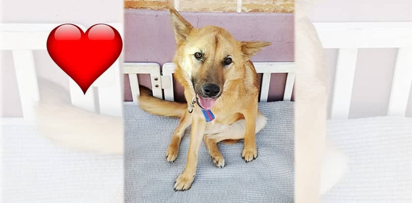 Gom is a Medium Male Jindo Mix Korean rescue dog