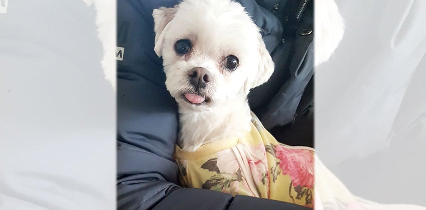 Gong-Joo is a Small Female Maltese Korean rescue dog