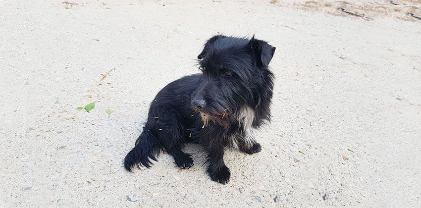 Gonggu is a Small Male Terrier mix Korean rescue dog
