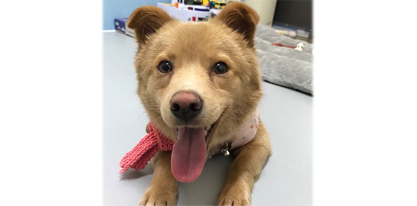 Gongwoo is a Medium Male Jindo mix Korean rescue dog