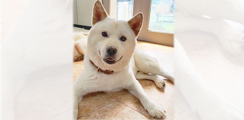 Goni is a Medium Male Jindo mix Korean rescue dog