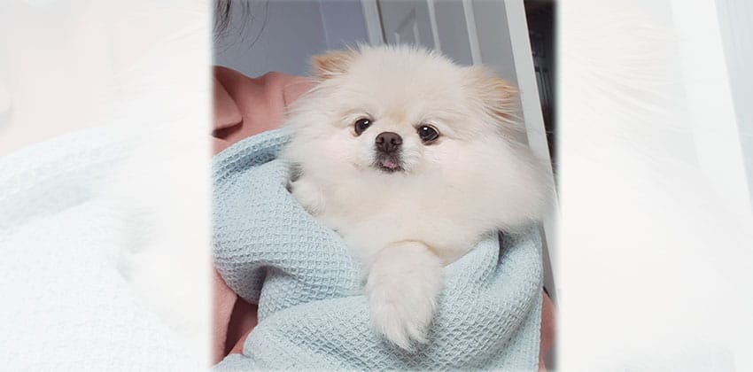 Gonji is a Small Female Pomeranian Korean rescue dog