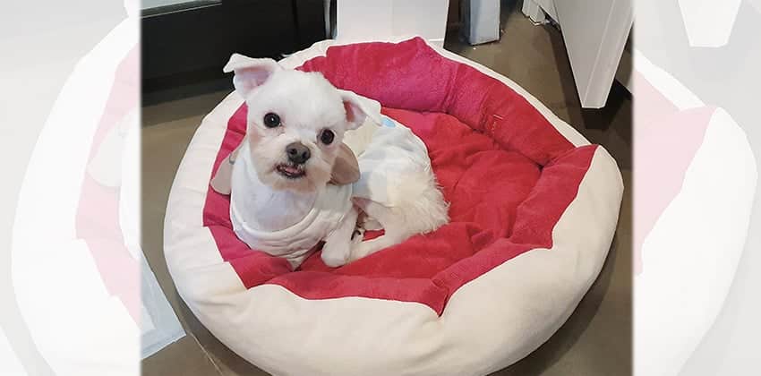 Gookji is a Small Male Maltese Korean rescue dog