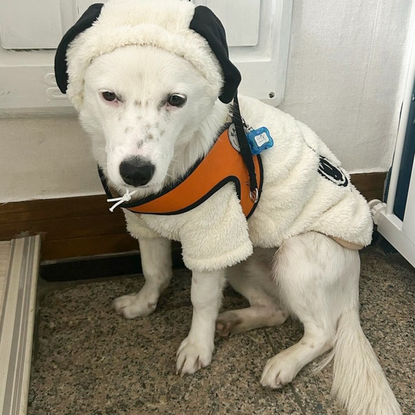 Gowon is at his foster home in Korea.