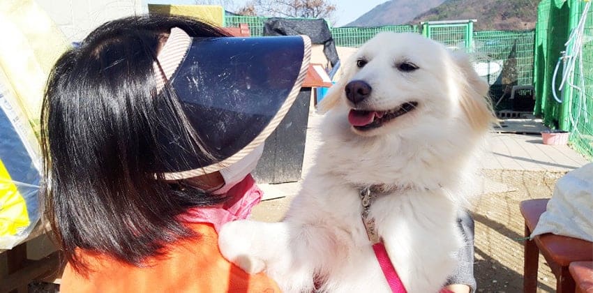 Gracie is a Small Female Jindo mix Korean rescue dog