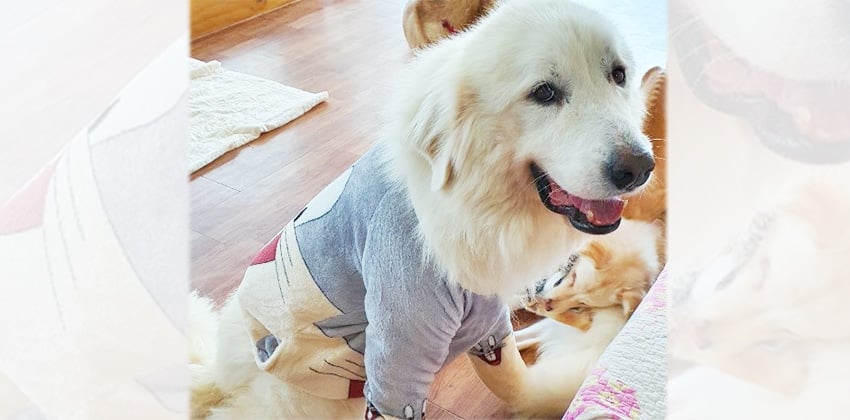 Great is a Large Female Great pyrenees Korean rescue dog