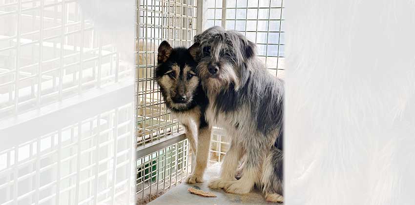 Gunhyung is a Medium Male Sapsali mix Korean rescue dog