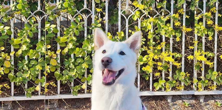 Gunna is a Medium Male Jindo mix Korean rescue dog