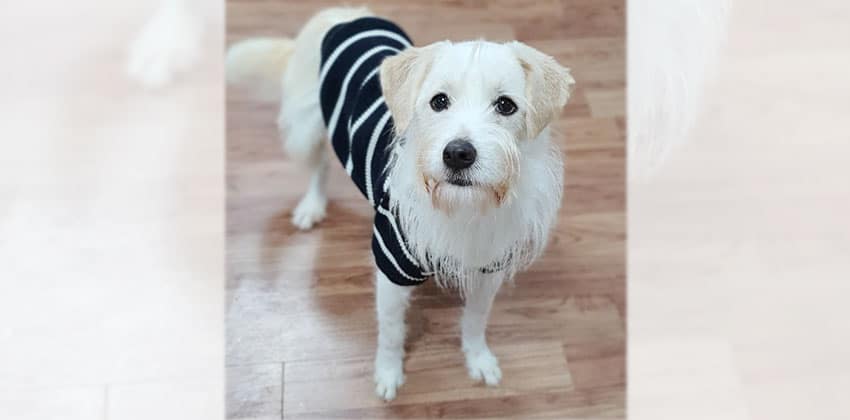 Guru is a Medium Male Terrier mix Korean rescue dog