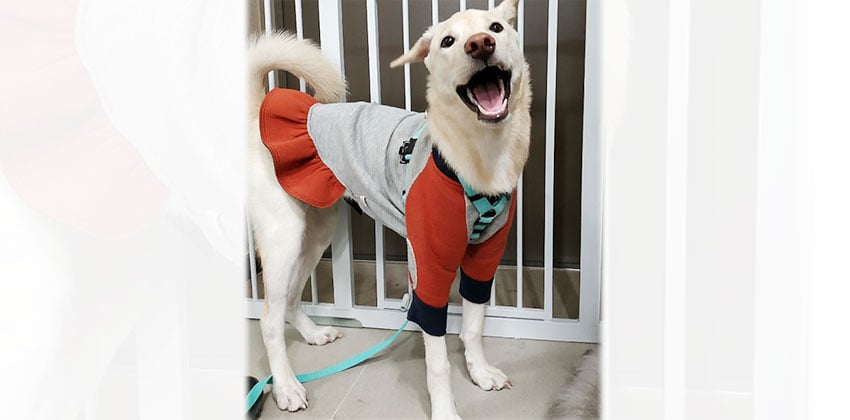 Gooreum is a Medium Female Jindo mix Korean rescue dog