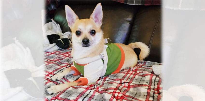 Gyoha is a Small Male Chihuahua mix Korean rescue dog