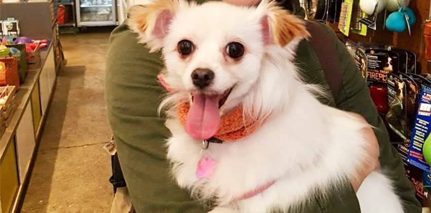 Harang is a Small Female Mixed Korean rescue dog