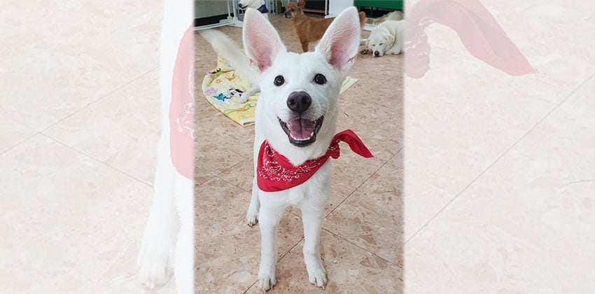 Harvey is a Small Male Jindo mix Korean rescue dog