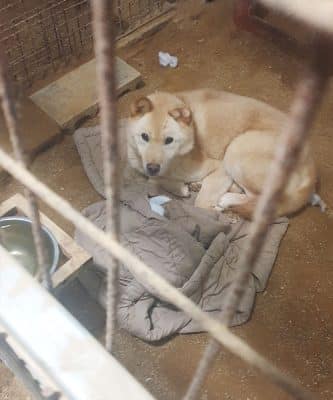 HDS-shelter dog in cold winter 