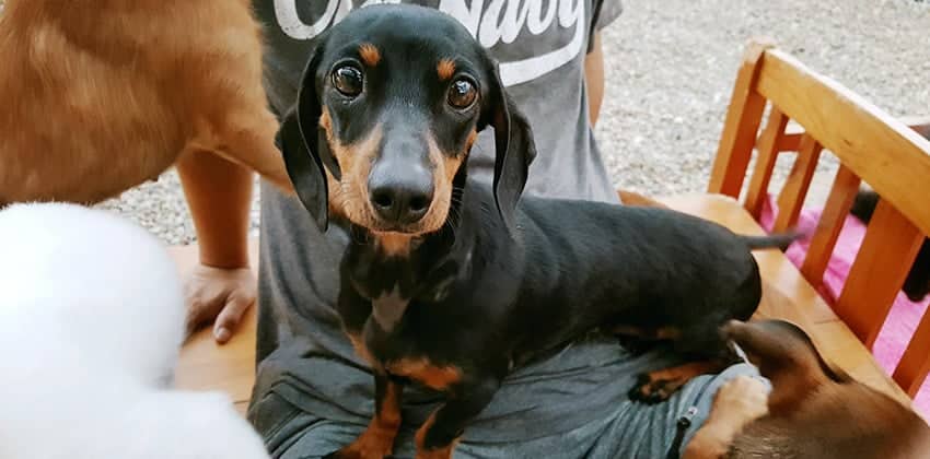 Hehe is a Small Male Dachshund Korean rescue dog