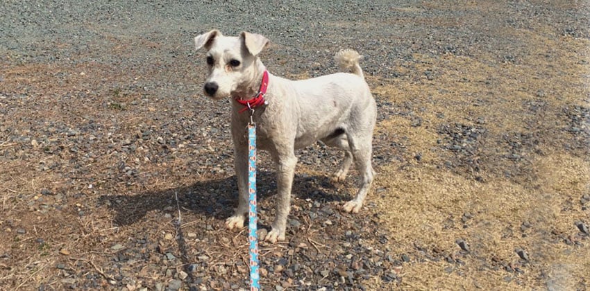 Hindoongyi is a Small Male Schnauzer Korean rescue dog