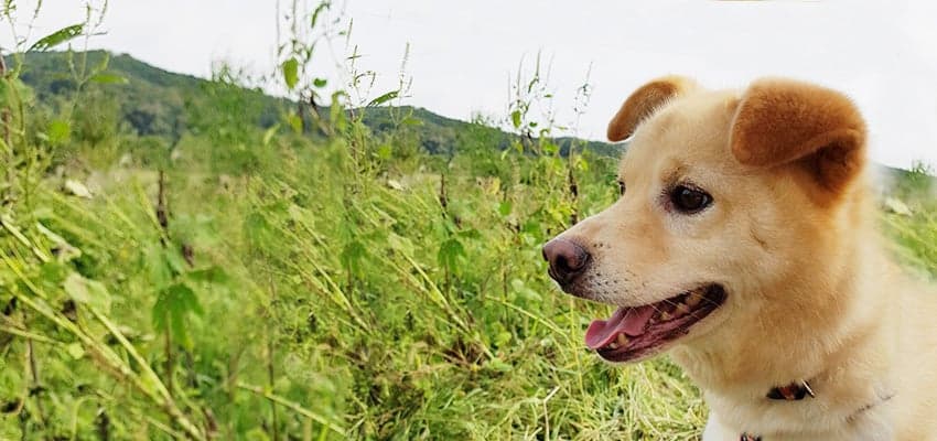 Hae-Jin is a Medium Male Jindo Mix Korean rescue dog