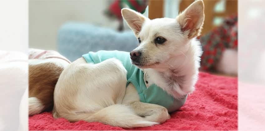 Haeya is a Small Female Mittelspitz Korean rescue dog