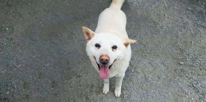 Hae is a Large Male Jindo Korean rescue dog