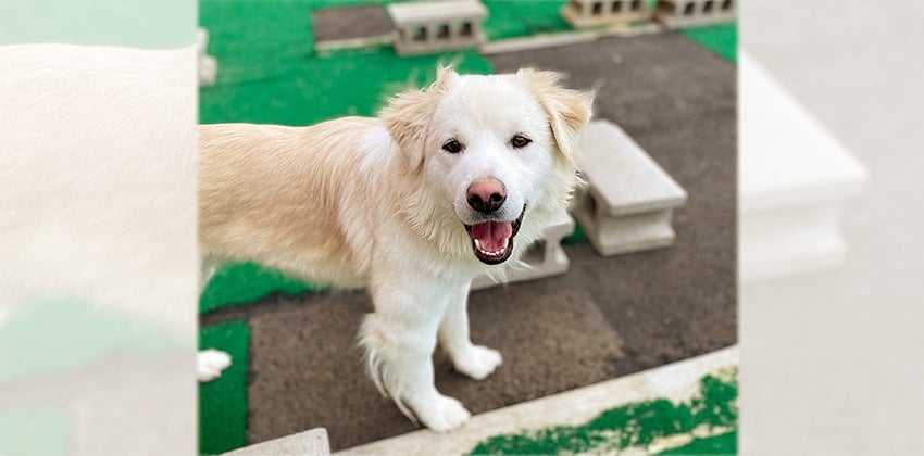 Haebang is a Large Male Samoyed mix Korean rescue dog
