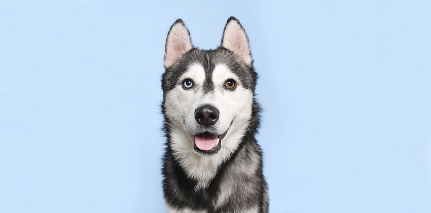 Haebang is a Medium Male Siberian husky Korean rescue dog