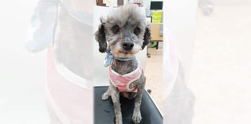 Haedol is a Small Male Poodle Korean rescue dog