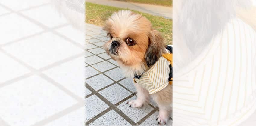 Haemin is a Small Female Shihtzu Korean rescue dog