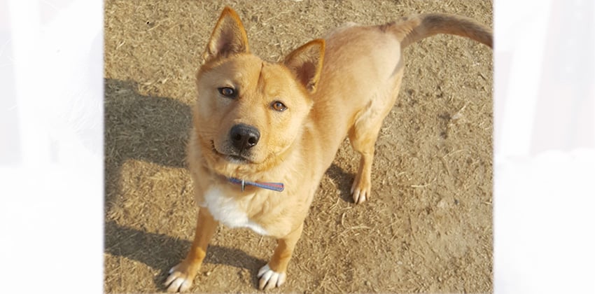 Haeng-Woon is a Large Male Jindo mix Korean rescue dog